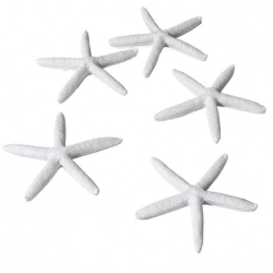 Etoile de mer blanche diam 12cm  location