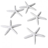Etoile de mer blanche diam 12cm  location