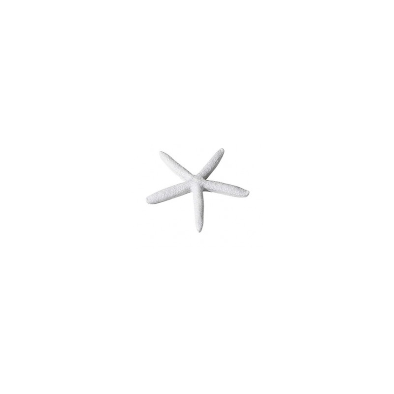 Etoile de mer blanche diam 12cm  location