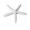 Etoile de mer blanche diam 12cm  location